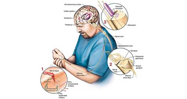 Istraživanje osjetljivosti na bolno podraživanje