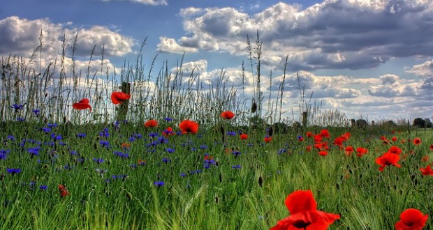 Odrednice odnosa između ljudi i okoliša